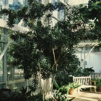 thumbnail for publication: Dracaena reflexa Reflexed Dracaena